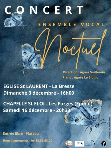 Noctuel